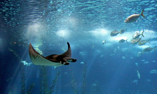 Das Ozeaneum in Lissabon