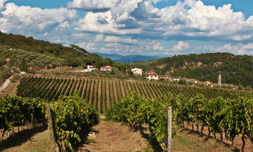 Die Weinberge der Toskana